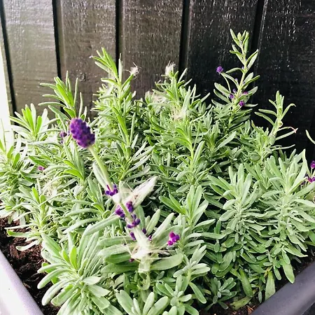 Vogelkoje Casa vacanze